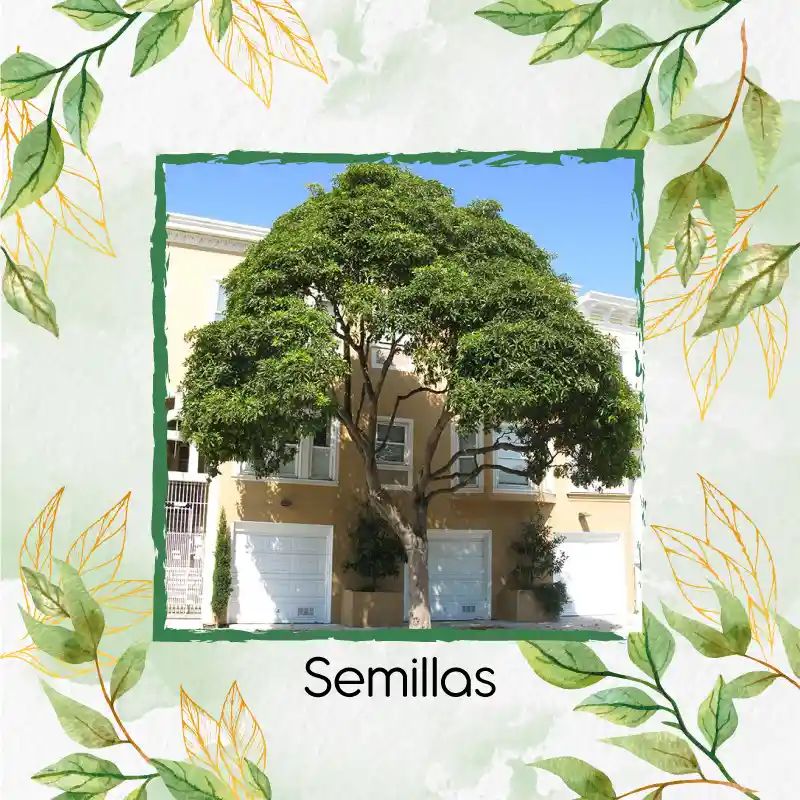 75 Semillas Orgánicas De Árbol Jazmín Huesito