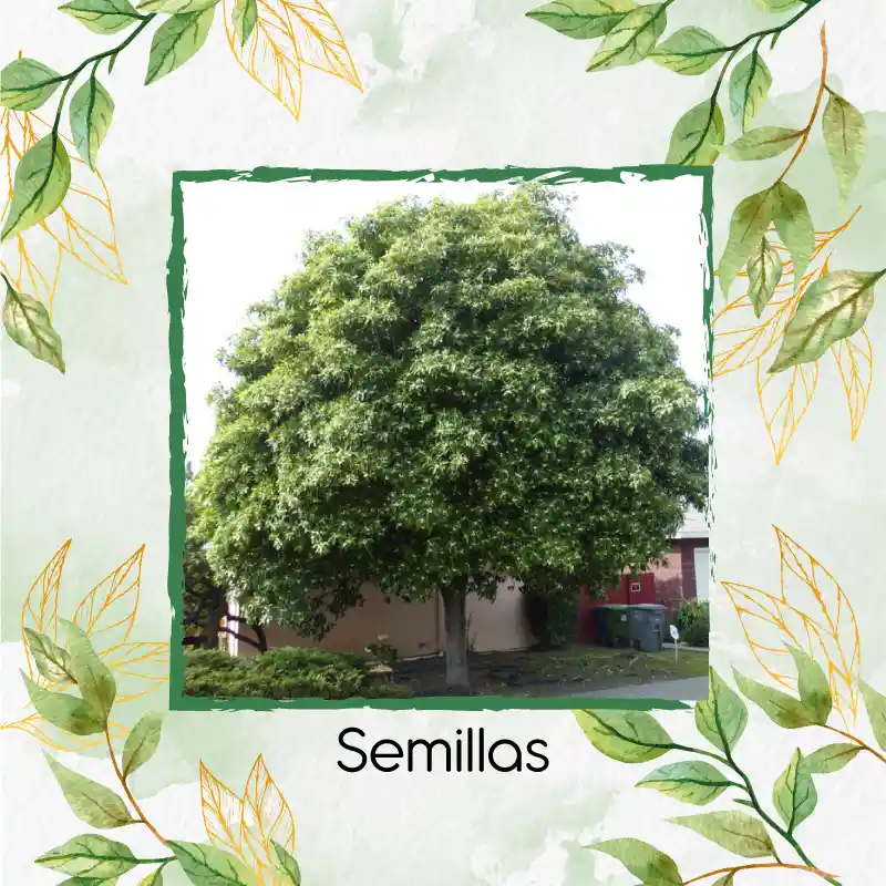 150 Semillas Orgánicas De Árbol Jazmín Huesito