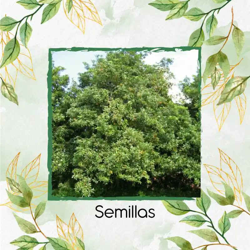 150 Semillas Orgánicas De Árbol Jazmín Huesito