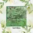 50 Semillas Orgánicas De Árbol Leucaena