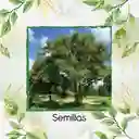 50 Semillas Orgánicas De Árbol Leucaena