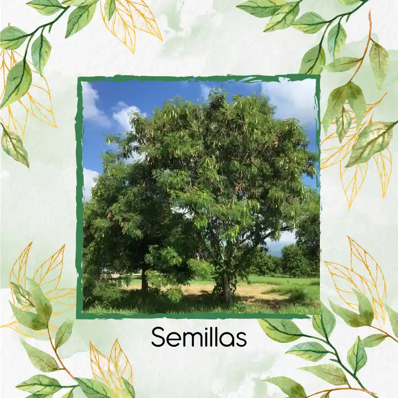 100 Semillas Orgánicas De Árbol Leucaena