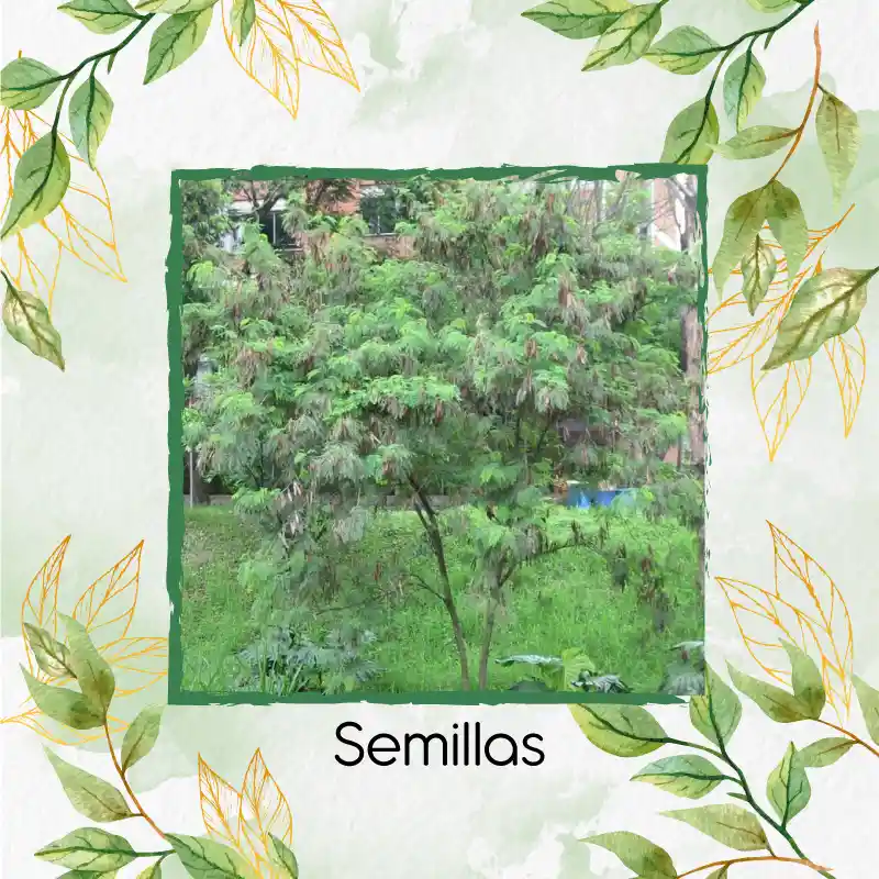 100 Semillas Orgánicas De Árbol Leucaena