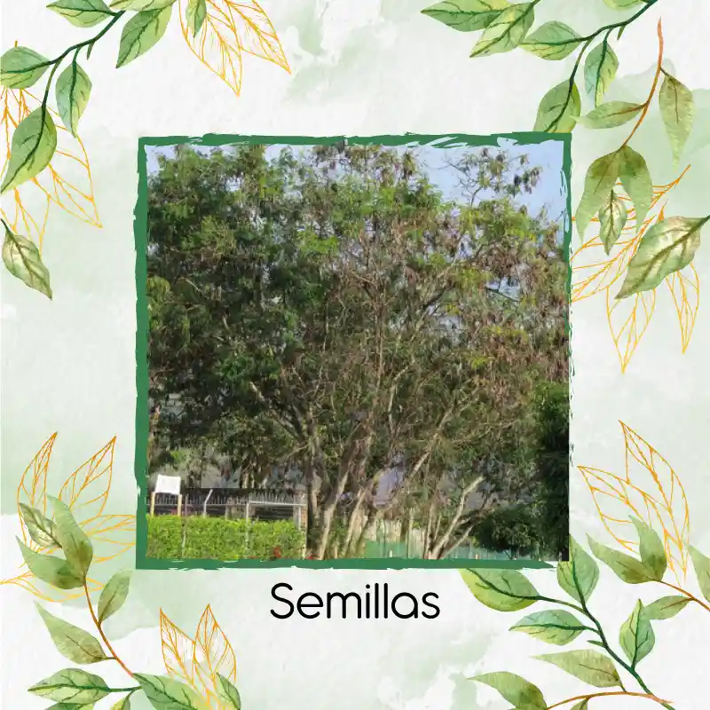 100 Semillas Orgánicas De Árbol Leucaena