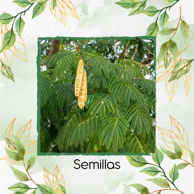 400 Semillas Orgánicas De Árbol Leucaena