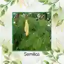 4.000 Semillas Orgánicas De Árbol Leucaena