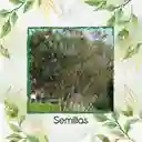 4.000 Semillas Orgánicas De Árbol Leucaena