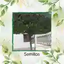 50 Semillas Orgánicas De Árbol Limón Ornamental