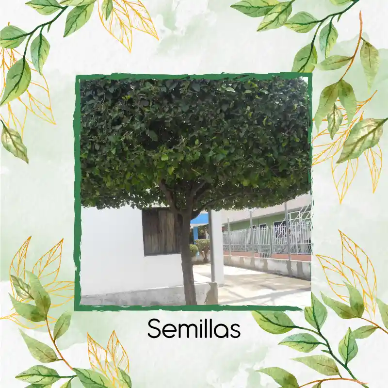 50 Semillas Orgánicas De Árbol Limón Ornamental