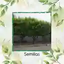 50 Semillas Orgánicas De Árbol Limón Ornamental