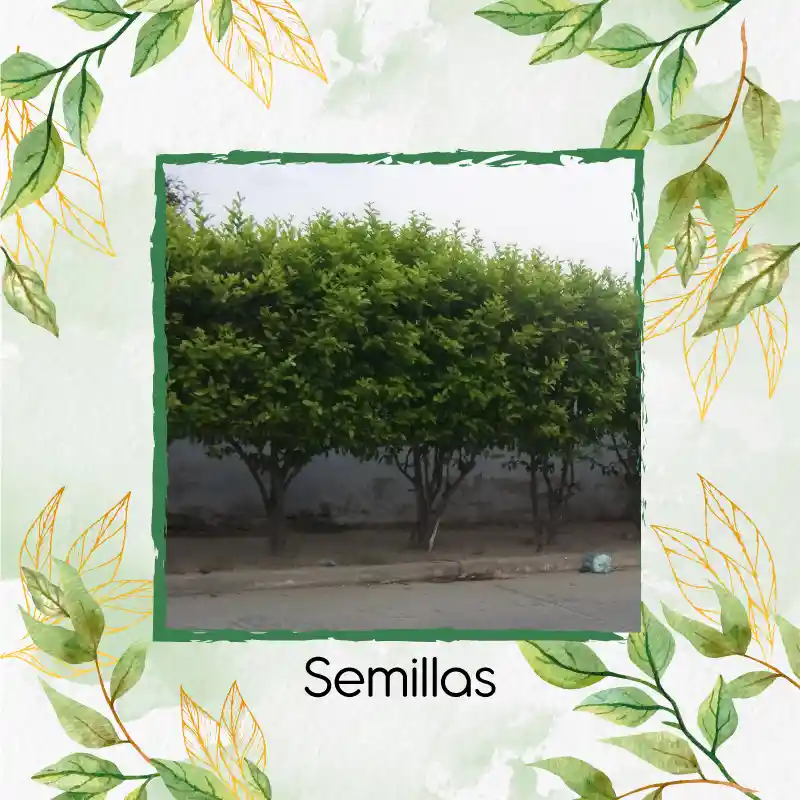 500 Semillas Orgánicas De Árbol Limón Ornamental