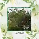 20 Semillas Orgánicas De Árbol Matarratón