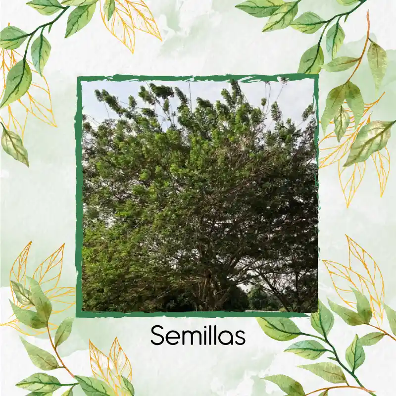 20 Semillas Orgánicas De Árbol Matarratón