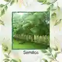 20 Semillas Orgánicas De Árbol Matarratón