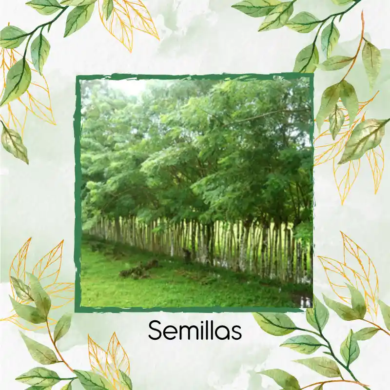 20 Semillas Orgánicas De Árbol Matarratón