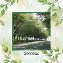 20 Semillas Orgánicas De Árbol Matarratón