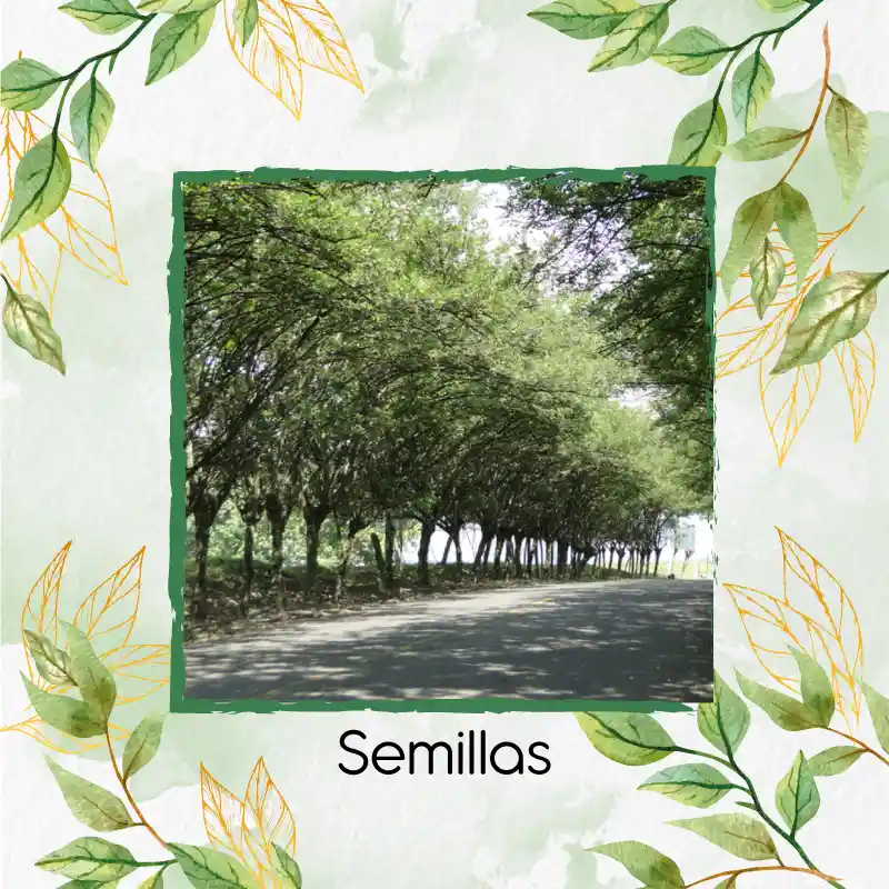 20 Semillas Orgánicas De Árbol Matarratón