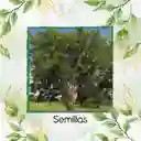 20 Semillas Orgánicas De Árbol Matarratón