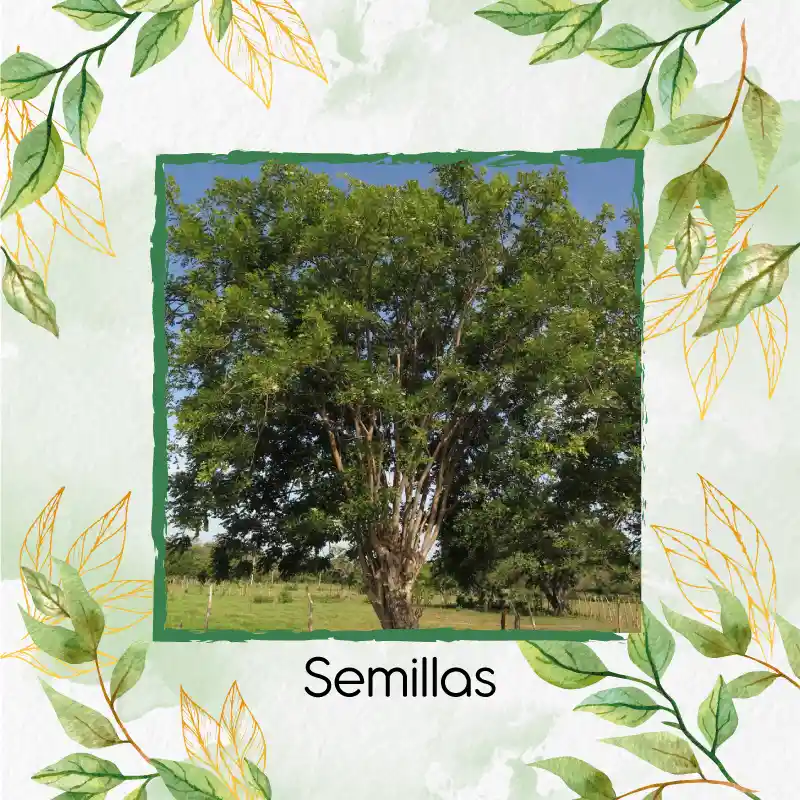 20 Semillas Orgánicas De Árbol Matarratón