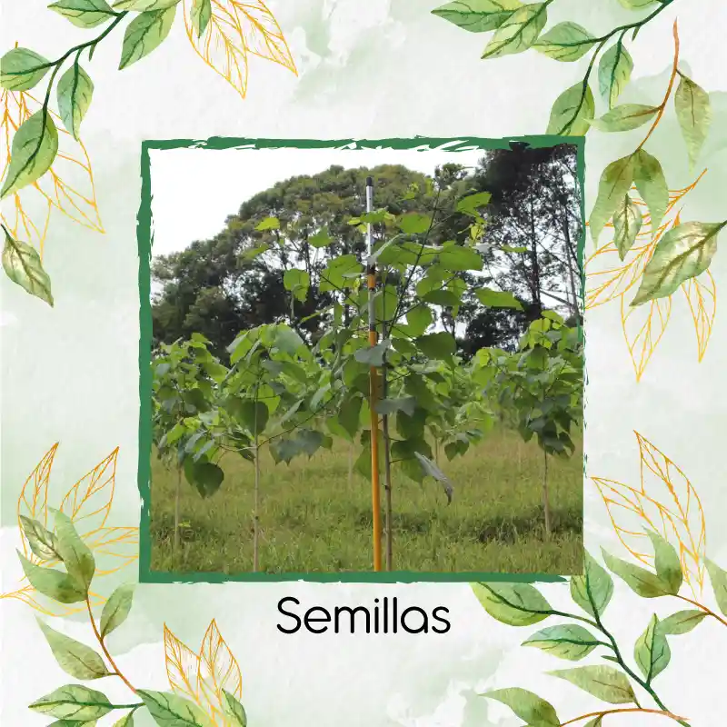 5 Semillas Orgánicas De Árbol Melina