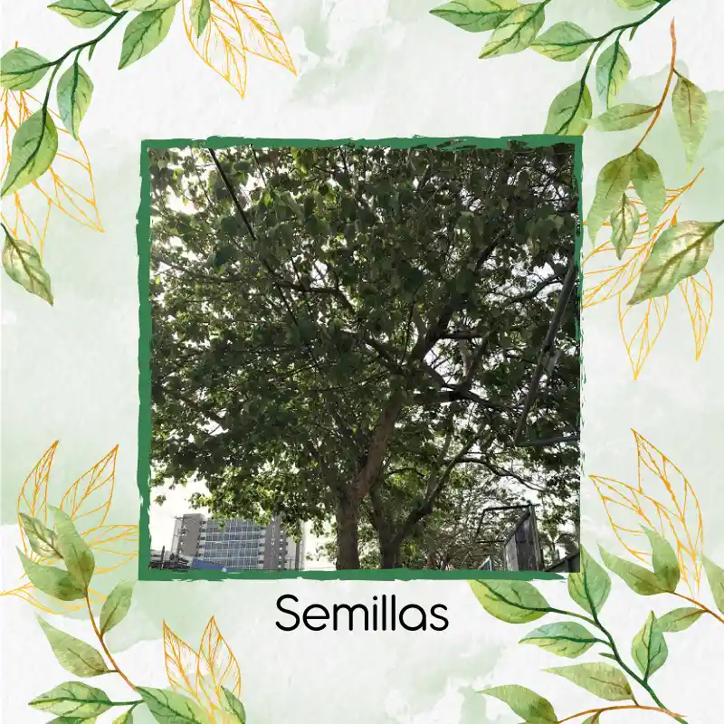 5 Semillas Orgánicas De Árbol Melina