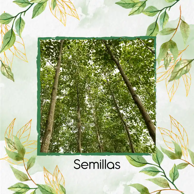 5 Semillas Orgánicas De Árbol Melina