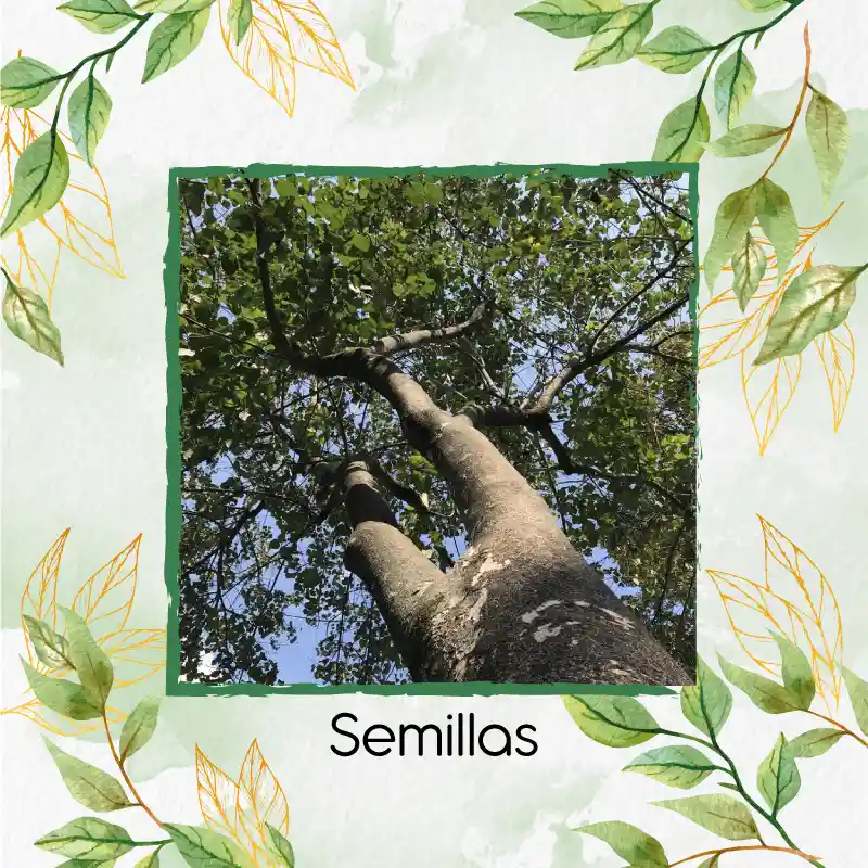 5 Semillas Orgánicas De Árbol Melina