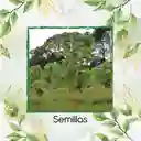 100 Semillas Orgánicas De Árbol Melina