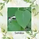 100 Semillas Orgánicas De Árbol Melina Rodal