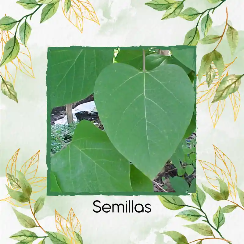 100 Semillas Orgánicas De Árbol Melina Rodal