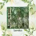 100 Semillas Orgánicas De Árbol Melina Rodal