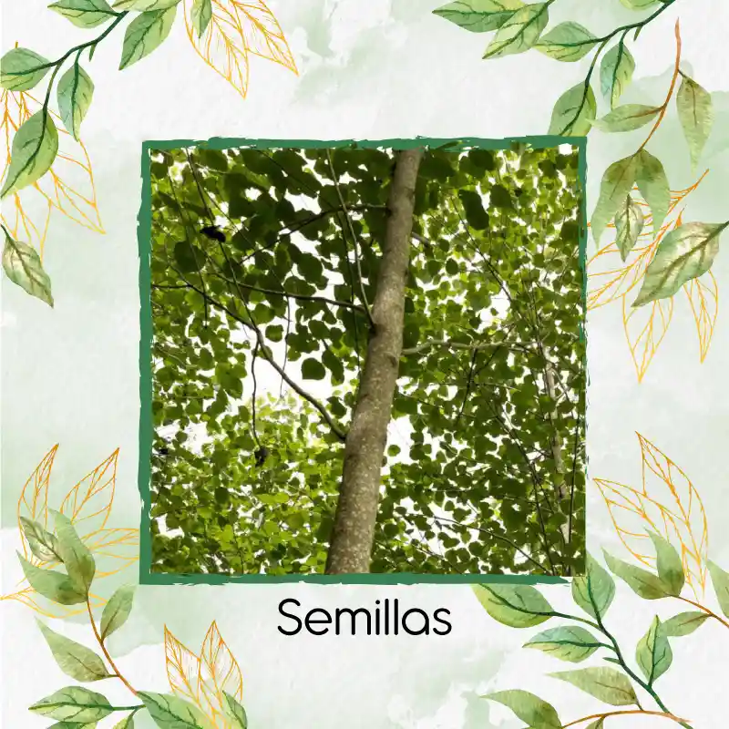 100 Semillas Orgánicas De Árbol Melina Rodal