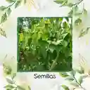 100 Semillas Orgánicas De Árbol Melina Rodal