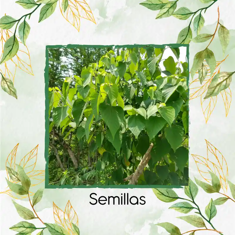 100 Semillas Orgánicas De Árbol Melina Rodal