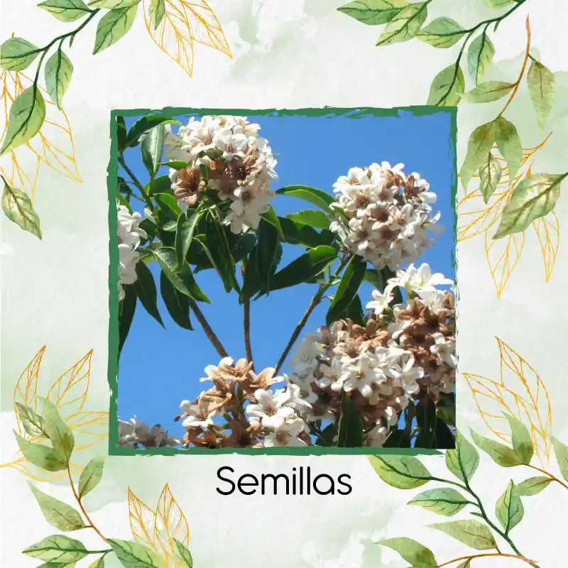 200 Semillas Orgánicas De Árbol Móncoro