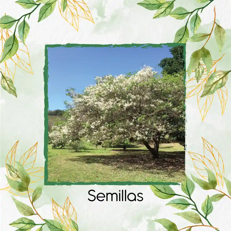 200 Semillas Orgánicas De Árbol Móncoro