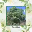 200 Semillas Orgánicas De Árbol Móncoro