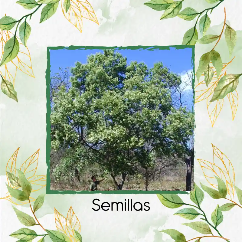 200 Semillas Orgánicas De Árbol Móncoro
