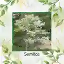 200 Semillas Orgánicas De Árbol Móncoro