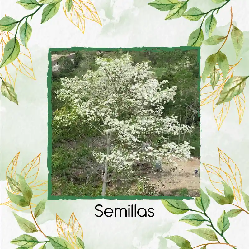 200 Semillas Orgánicas De Árbol Móncoro