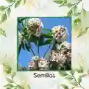 1.000 Semillas Orgánicas De Árbol Móncoro