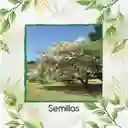 1.000 Semillas Orgánicas De Árbol Móncoro