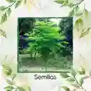 15 Semillas Orgánicas De Árbol Moringa
