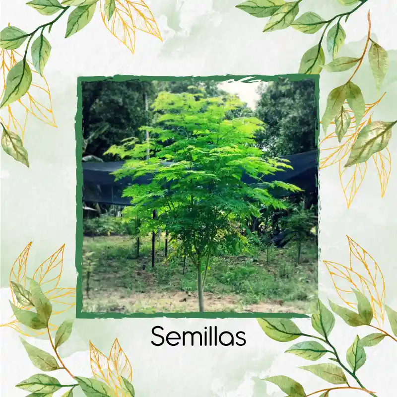 15 Semillas Orgánicas De Árbol Moringa