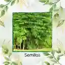 15 Semillas Orgánicas De Árbol Moringa