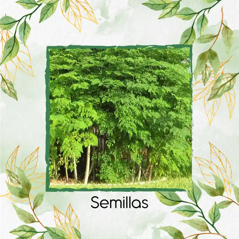 15 Semillas Orgánicas De Árbol Moringa