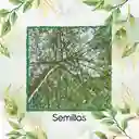 15 Semillas Orgánicas De Árbol Moringa