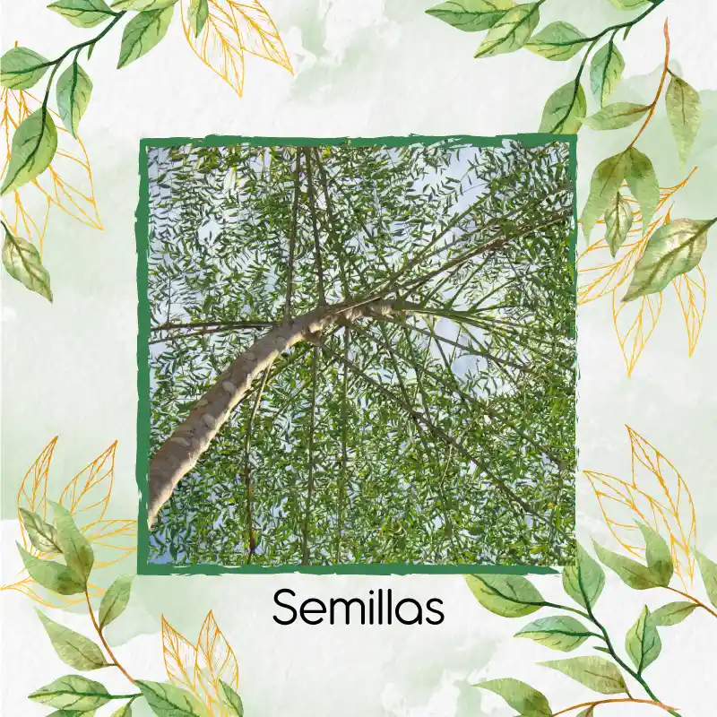 15 Semillas Orgánicas De Árbol Moringa
