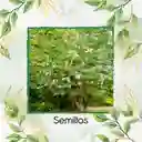 15 Semillas Orgánicas De Árbol Moringa