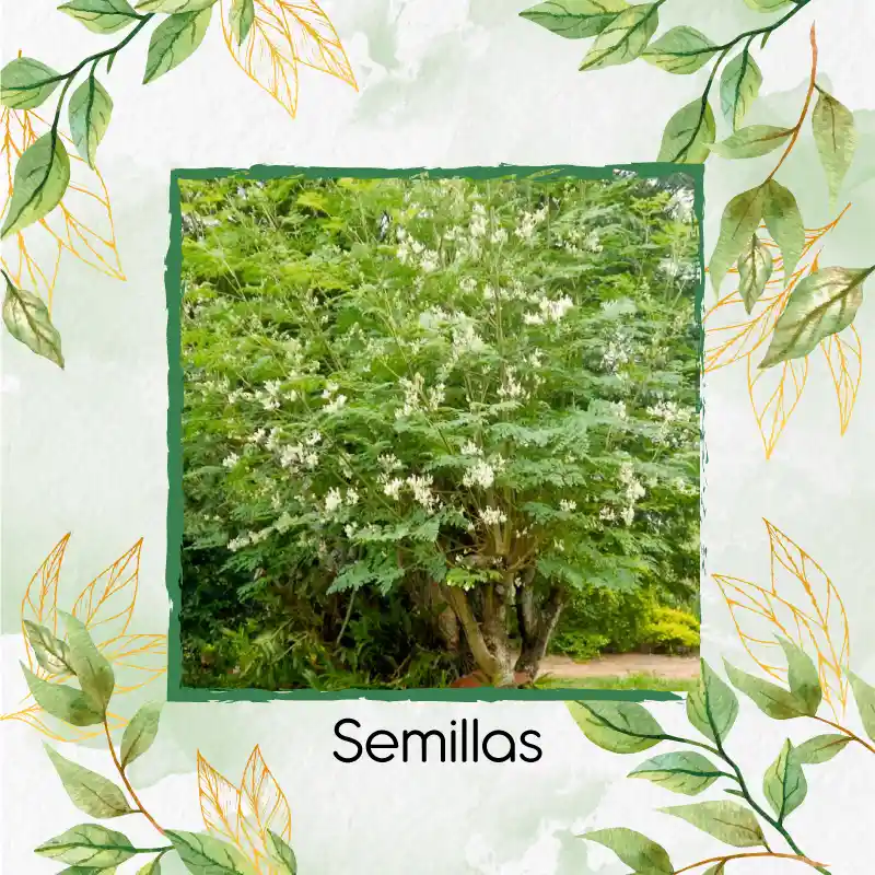 15 Semillas Orgánicas De Árbol Moringa